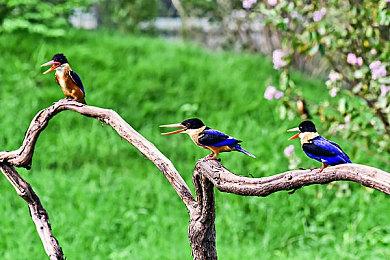 《梦幻之星在线2：新起源》NPC名字涉种族歧视被改