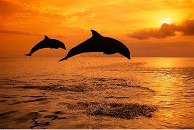 拼图桌游《Cascadia》Steam页面上线 发售日待定